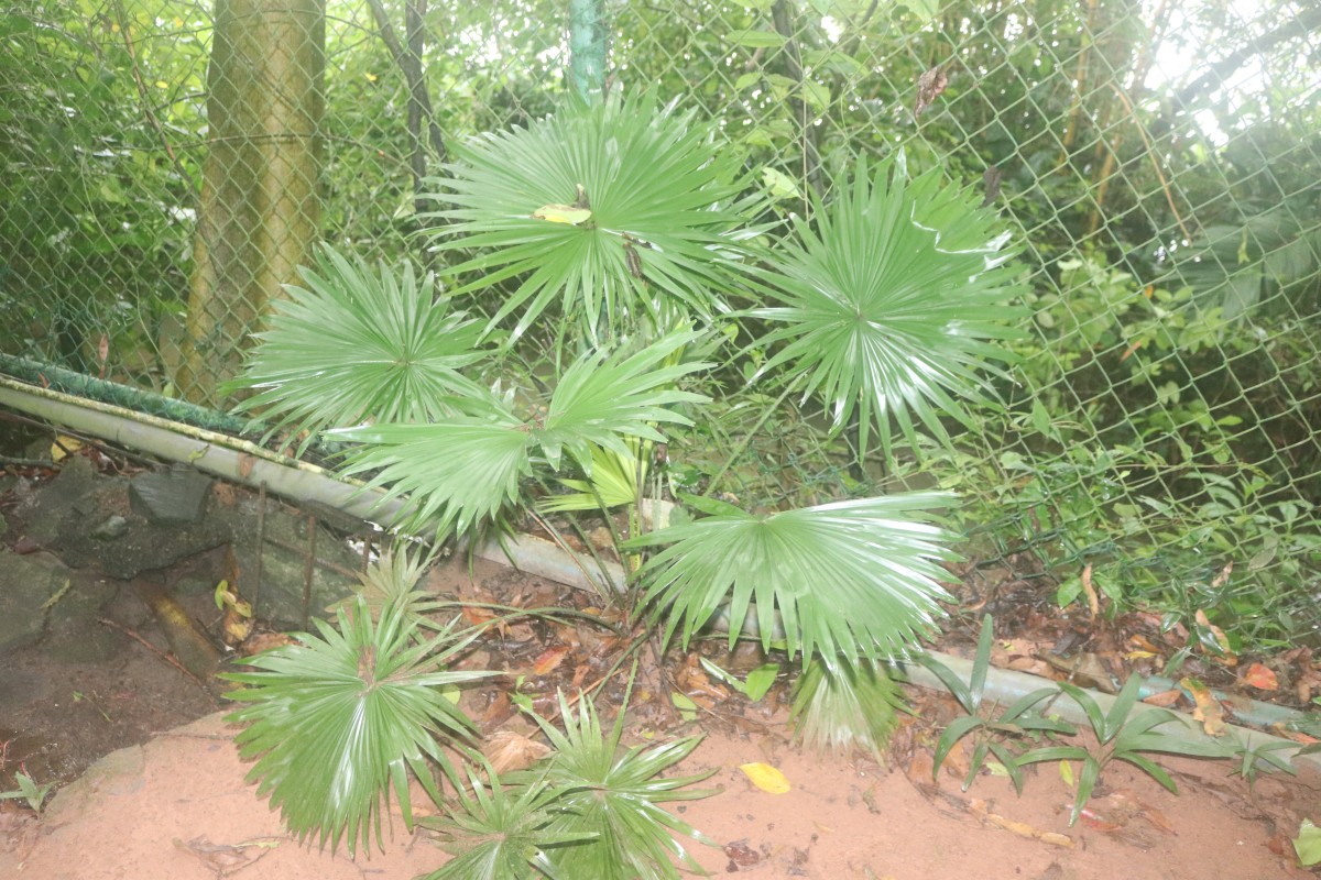 Saribus rotundifolius (Lam.) Blume